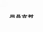 同昌古树