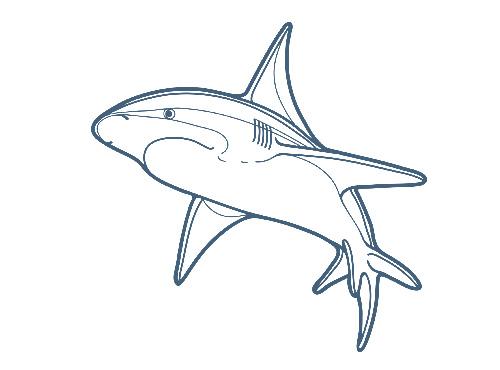 鲨鱼图形