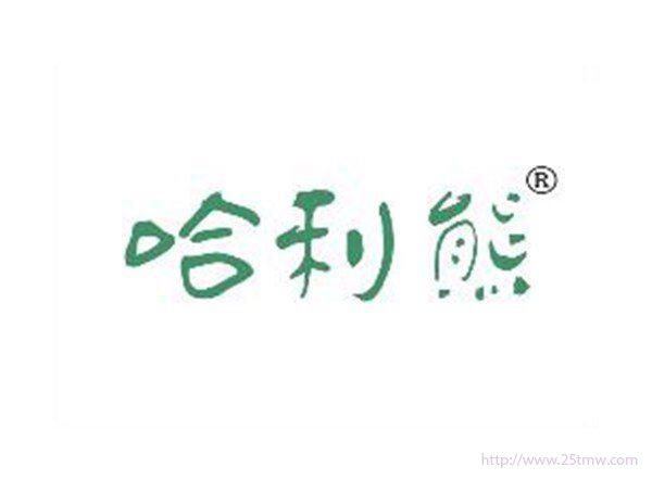 哈利熊