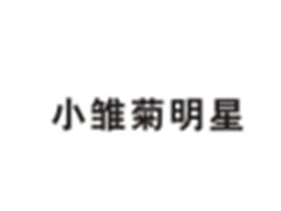 小雏菊明星