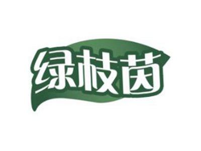 绿枝茵