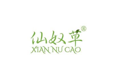 仙奴草XIANNUCAO