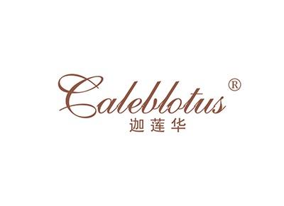 迦莲华CALEBLOTUS
