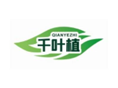 千叶植QIANYEZHI