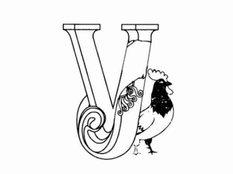 y公鸡