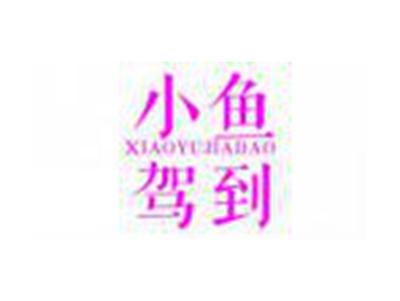 小鱼驾到