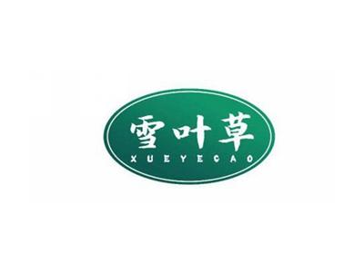 雪叶草