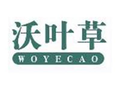 沃叶草