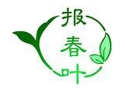 报春叶