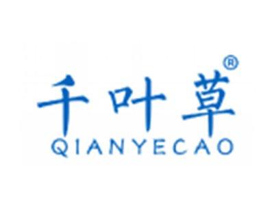 千叶草