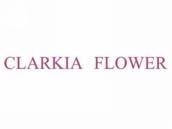 CLARKIAFLOWER